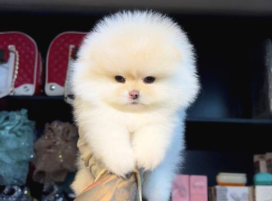 Pomerri̇an Boo Sevi̇mli̇ Yavrular