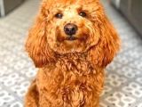 Toy Poodle Sevi̇mli̇ Yavrular Ev Üreti̇mi̇