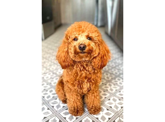 Toy Poodle Sevi̇mli̇ Yavrular Ev Üreti̇mi̇