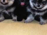 Petmode Köpek Çiftliğinden Pomeranian Yavrularımız