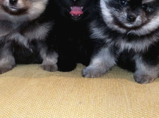 Petmode Köpek Çiftliğinden Pomeranian Yavrularımız görsel