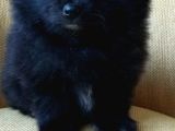 Petmode Köpek Çiftliğinden Pomeranian Yavrularımız