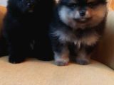 Petmode Köpek Çiftliğinden Pomeranian Yavrularımız