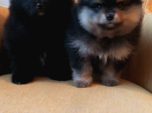 Petmode Köpek Çiftliğinden Pomeranian Yavrularımız görsel