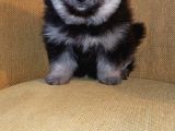 Petmode Köpek Çiftliğinden Pomeranian Yavrularımız