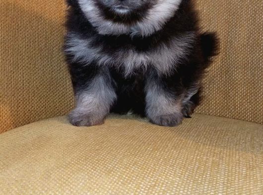 Petmode Köpek Çiftliğinden Pomeranian Yavrularımız görsel