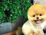Ayi Surat Surat Ev Ortami Pomeranian Yavrularimiz