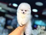 Pomerri̇an Boo Sevi̇mli̇ Yavrular