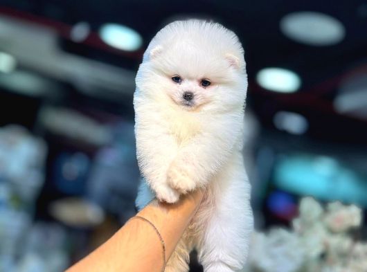 Pomerri̇an Boo Sevi̇mli̇ Yavrular görsel