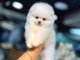 POMERRİAN BOO SEVİMLİ YAVRULAR