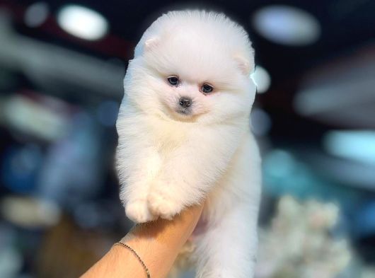 Pomerri̇an Boo Sevi̇mli̇ Yavrular
