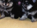 Petmode Köpek Çiftliğinden Pomeranian Yavrularımız