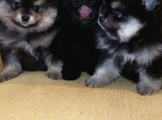 Petmode Köpek Çiftliğinden Pomeranian Yavrularımız görsel