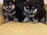 Petmode Köpek Çiftliğinden Pomeranian Yavrularımız