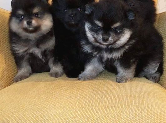 Petmode Köpek Çiftliğinden Pomeranian Yavrularımız görsel
