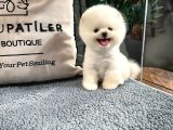 Cocuklarla Uyumlu Pomeranian Boo Yavrularimiz