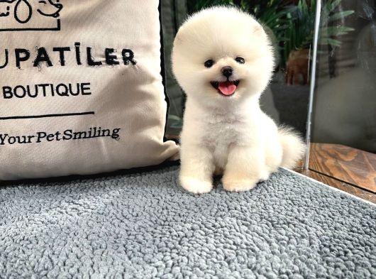 Cocuklarla Uyumlu Pomeranian Boo Yavrularimiz görsel