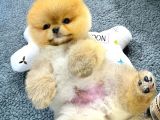 Ayi Surat Surat Ev Ortami Pomeranian Yavrularimiz