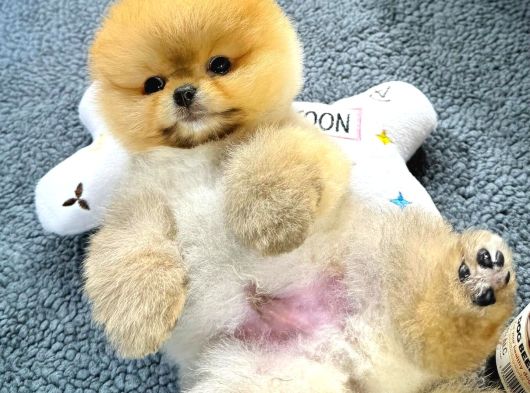 Ayi Surat Surat Ev Ortami Pomeranian Yavrularimiz görsel