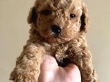 Anne Miniyatür Baba Toy Poodle Yavruları