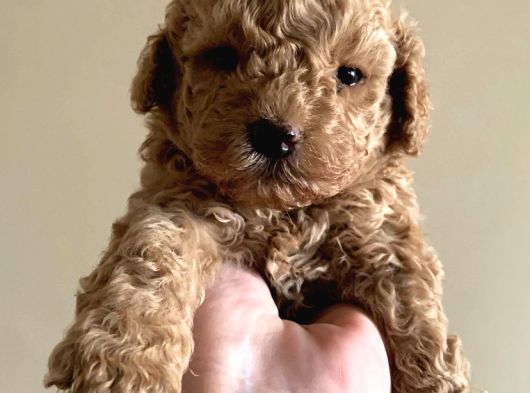 Anne Miniyatür Baba Toy Poodle Yavruları görsel