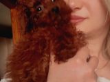 Renk Renk Poodle Yavrular