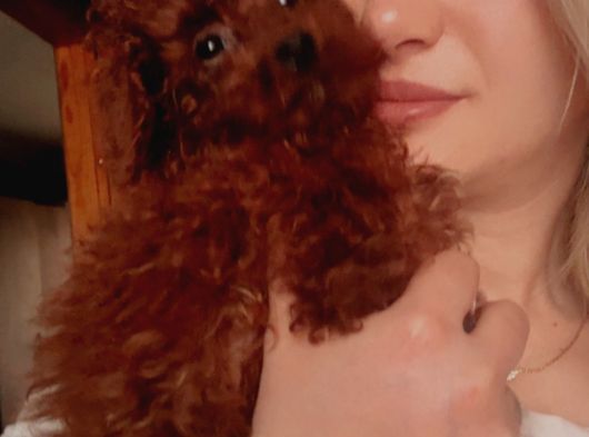 Renk Renk Poodle Yavrular görsel