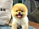 Ayi Surat Surat Ev Ortami Pomeranian Yavrularimiz