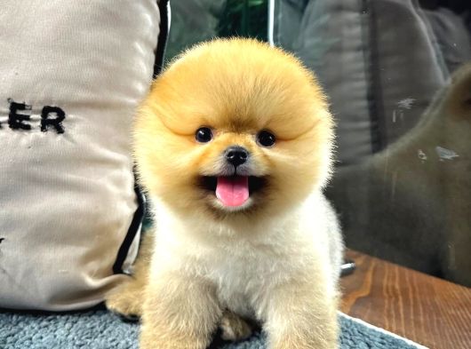 Ayi Surat Surat Ev Ortami Pomeranian Yavrularimiz görsel