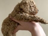 Anne Miniyatür Baba Toy Poodle Yavruları