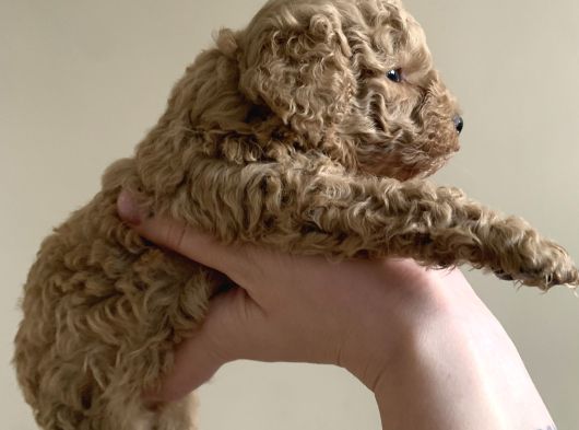 Anne Miniyatür Baba Toy Poodle Yavruları görsel
