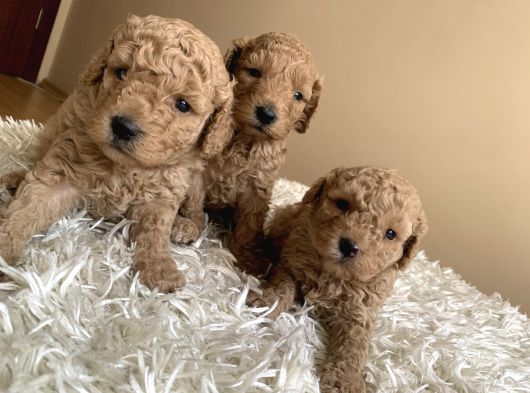 Anne Miniyatür Baba Toy Poodle Yavruları