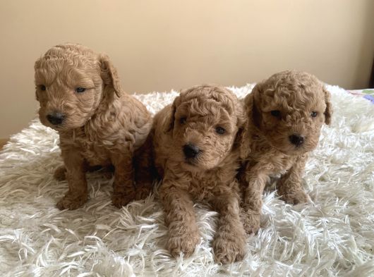 Anne Miniyatür Baba Toy Poodle Yavruları görsel