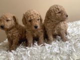 Anne Miniyatür Baba Toy Poodle Yavruları