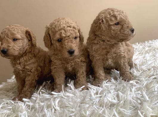 Anne Miniyatür Baba Toy Poodle Yavruları görsel
