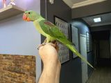 Alexander Papağani Sağlikli Eği̇ti̇mli̇ Konuşan
