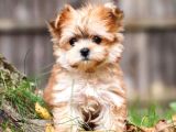 Teacup Morkie Yavruları