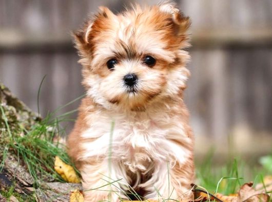Teacup Morkie Yavruları