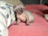 İnsan Canlısı Oyuncu Tüysüz Kedi Yavruları