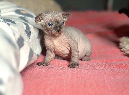 İnsan Canlısı Oyuncu Tüysüz Kedi Yavruları görsel