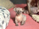 İnsan Canlısı Oyuncu Tüysüz Kedi Yavruları