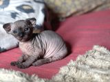 İnsan Canlısı Oyuncu Tüysüz Kedi Yavruları