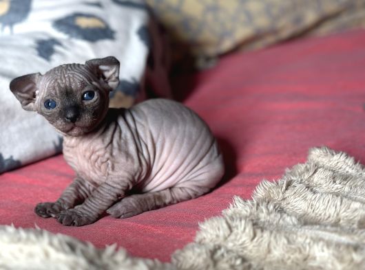 İnsan Canlısı Oyuncu Tüysüz Kedi Yavruları görsel