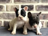 Fransız Bulldog Yavruları