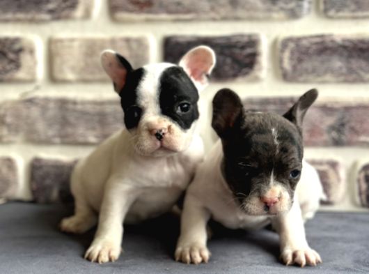Fransız Bulldog Yavruları