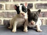 Fransız Bulldog Yavruları