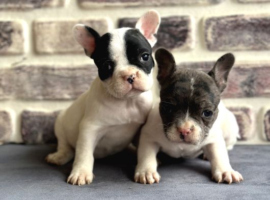 Fransız Bulldog Yavruları görsel