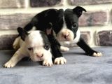 Fransız Bulldog Yavruları