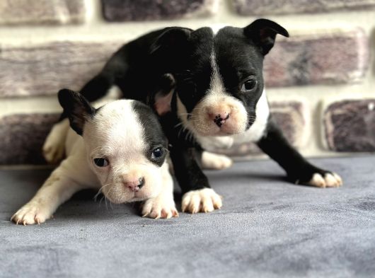 Fransız Bulldog Yavruları görsel
