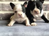 Fransız Bulldog Yavruları